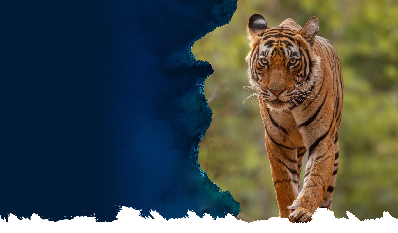 Ranthambore National Park