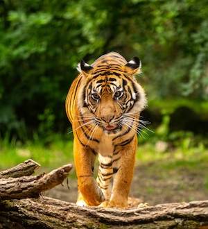 Bengal Tiger