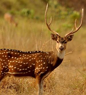 Chital
