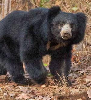 Sloth Bears