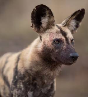 Striped Hyenas